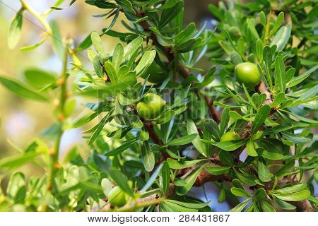 Morrocan Argania Spinosa Plant With Its Fruit