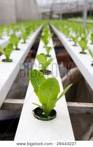 Hydroponiske grøntsager plantage