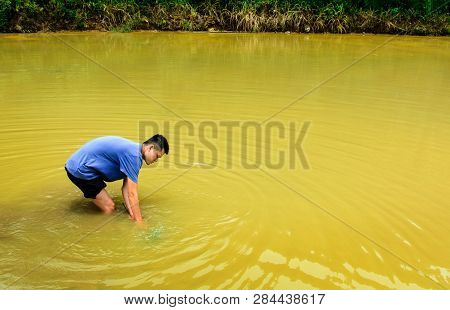 Asian Farmer Collecting Farmed Snails In The Pond