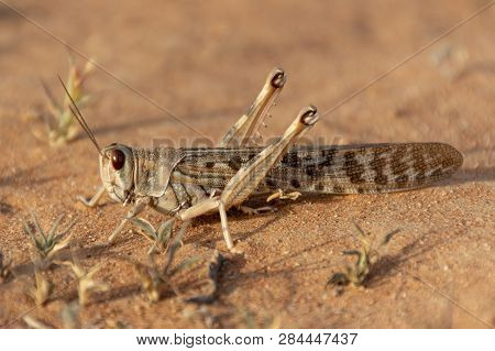 An Egyptian Grasshopper (anacridium Aegyptium) Sitting In The Sand Ready To Jump In The United Arab 