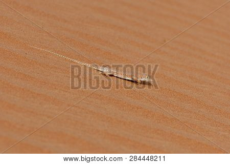 Saudi Fringe-fingered Lizard (acanthodactylus Gongrorhynchatus) Running Across The Desert Sand Dunes