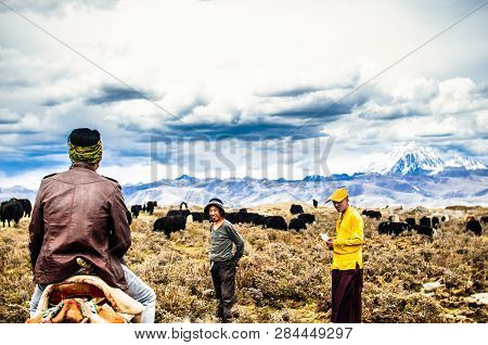 Tagong Grassland, China On 12th May 2015 - Tibetan Nomads And Yak Cattles
