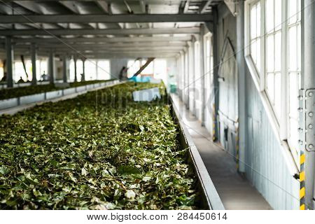 Tea Factory Sri Lanka Dried Tea Leaves