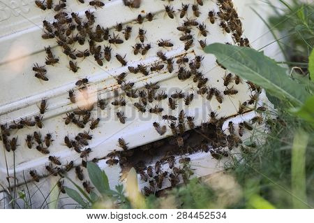 Active Beehive In Helsinki Botanical Garden In Summer Time