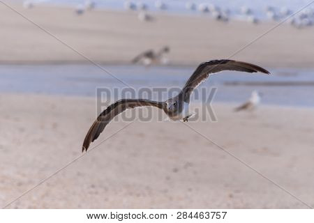 A Sooty Gull Flying Through The Sky (larus Hemprichii)
