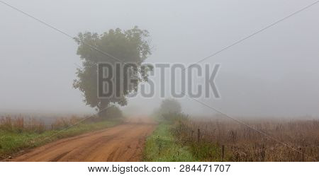 Old Tree Next To Road