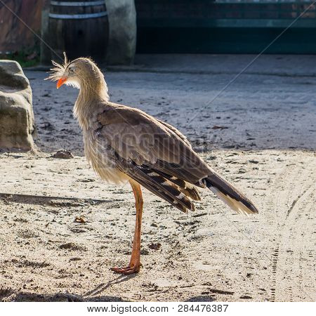 Red Legged Seriema Standing In The Sand, A Tropical Bird From The Grasslands Brazil