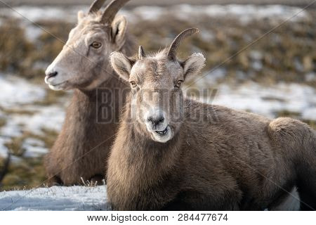 Female Ewe Bighorn Sheep Relaxing In The Wild, In Radium Hot Springs British Columbia. Sheep Is Eati