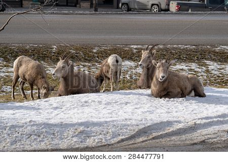 A Herd Of Female Ewe Bighorn Sheep Gather, Graze And Relax In A Roadside Ditch During Winter In Radi