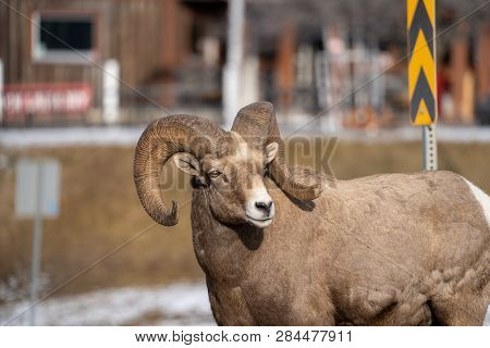 Ram Male Bighorn Sheep Standing Along A Road In Radium Hot Springs, Looking Off To The Right