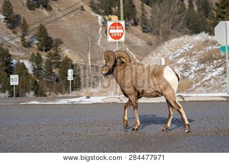 Ram Male Bighorn Sheep Trots And Walks Along A Road In Radium Hot Springs, British Columbia Canada