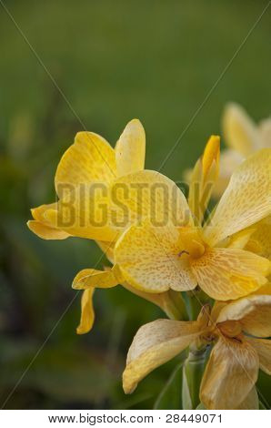 Keltainen canna generalis tausta