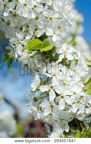 Flowering Cherrybranches On A Tree In The Spring. Selective Focus.