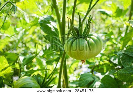 Young Green Tomato On Vine Plant Tree Nature Garden Background - Fresh Cherry Tomatoes Growing In Or