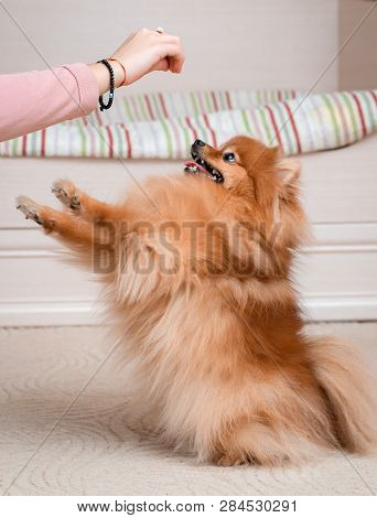 Teenage Girl With A Dog Breed Spitz Rejoices With A Pet At Home On The Floor. Care And Training Of A
