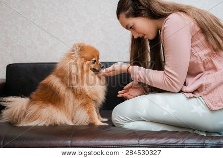 Teenage Girl With A Dog Breed Spitz Rejoices With A Pet At Home On The Floor. Care And Training Of A