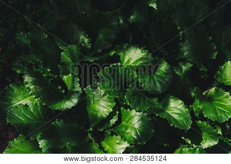 Beautiful Leaves Of Daisy With Dew Drops Close-up. Pure, Pleasant, Nice Rich Greenery With Rain Drop