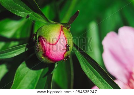 Small Black Ants Creep On Young Peony Bud In Macro. Green Pink Unblown Bud With Long Green Leaves Cl