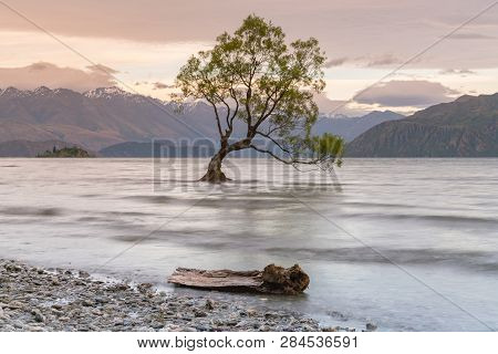 Lone Tree In Wanaka Water Lake, New Zealand Natural Landscape Background