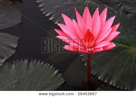 Loto rosa