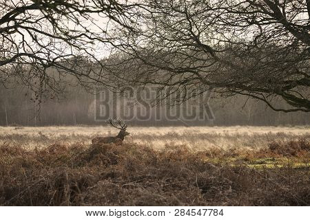 Stunning Red Deer Stag Cervus Elaphus With Majestic Antelrs In Autumn Fall Froest Landscape