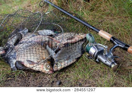Freshwater Bream Fish And Silver Bream In Landing Net With Fishery Catch In It And Fishing Rod With