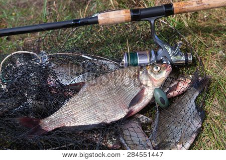 Big Freshwater Common Bream Fish And Fishing Rod With Reel On Landing Net.
