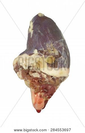 Heart Of A Chicken Isolated On White Background