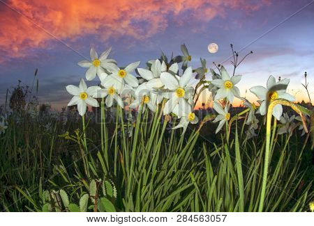 Ukraine, Transcarpathia, May 9. Valley Near The Town Of Hust - Bloom In The Spring Thousands Of Wild