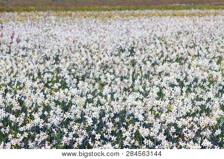 Valley Of Daffodils, Hust
