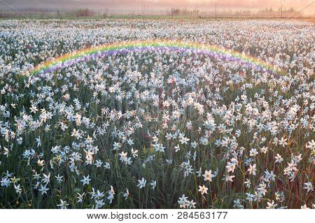 Daffodils On Rasvete In Hust Valley, Transcarpathia, Ukraine. Large Field Of Ancient Relict Flowers 