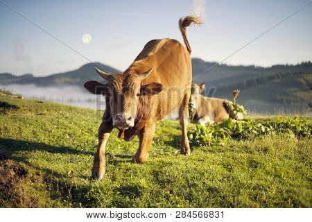 Bull Attacks At Dawn
