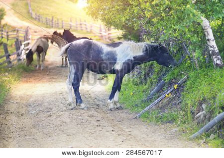 Horses On A Country Road