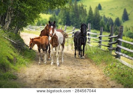 Horses On A Country Road