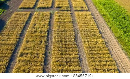 Top View On Flat Geometric Areas Of An Agricultural Field