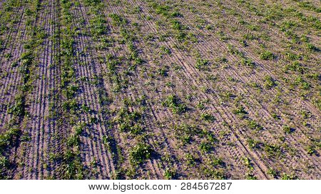 Top View On Flat Geometric Areas Of An Agricultural Field