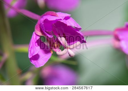 Closeup Of A Flowered Flower Field Geranium