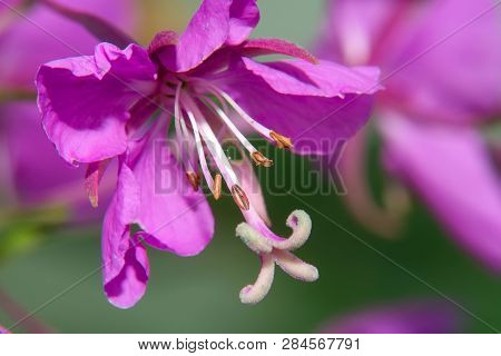 Closeup Of A Flowered Flower Field Geranium