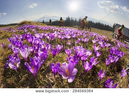 Racer Among  Fantastic Gentle Flowers
