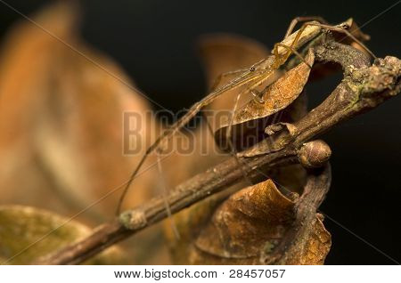 Tetragnatha