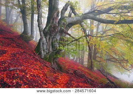 Autumn In The Mountains Of Europe