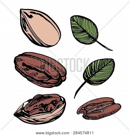 Pecan Nuts And Leaves Hand Drawn Illustration. Ink Sketch Of Nuts. Hand Drawn Illustration. Isolated