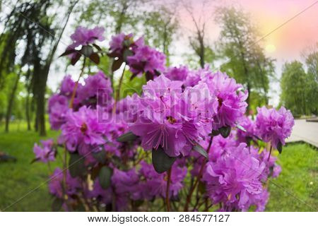 Beautiful Azalea In The Spring Blossoms