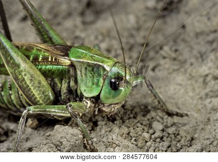 Large Gray Grasshopper Decticus Verrucivorus Inhabiting Eurasia Sits On A Sandy Pile In Early Autumn