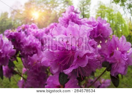Beautiful Azalea In The Spring Blossoms