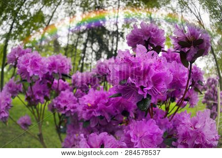 Beautiful Azalea In The Spring Blossoms