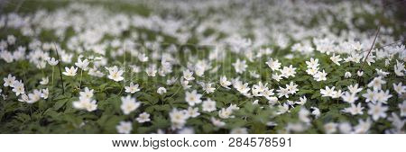 Fresh Greens And Delicate Fragrant Flowers
