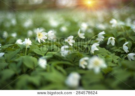 Fresh Greens And Delicate Fragrant Flowers
