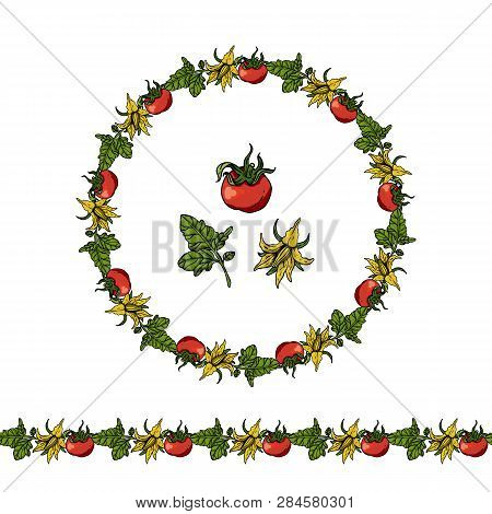 Set With Tomatoes On White Background. Round Frame And Isolated Tomatoes. Tomato Leaves And Flowers