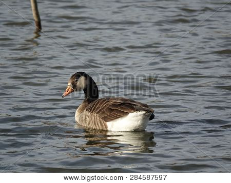 Greylag Goose Hybrid With Canada Goose On Pond At Wintertime